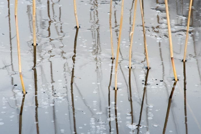 Frozen reeds