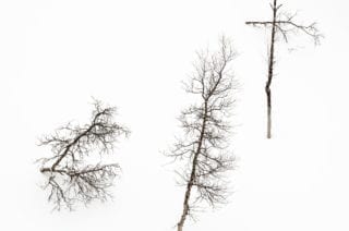 Isolated birches