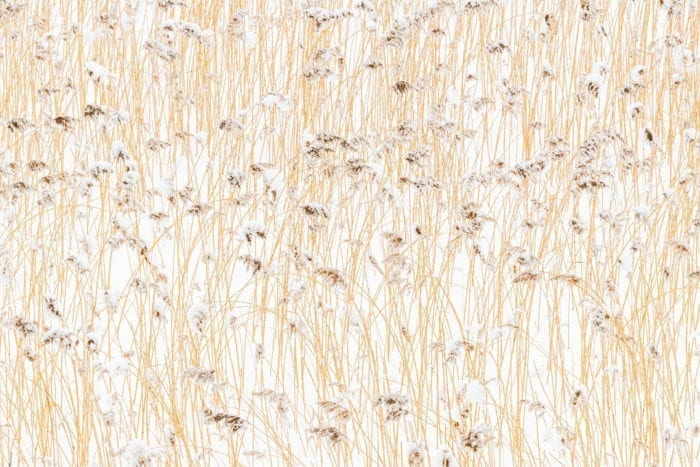 Reed pattern