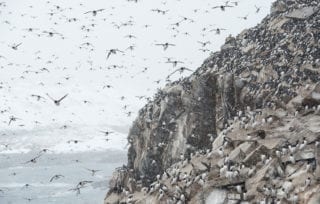 Seabird colony in winter