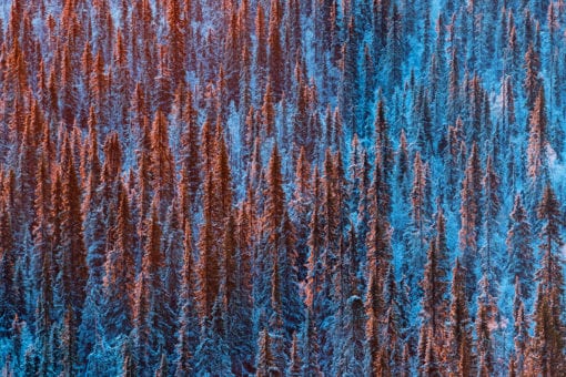 Forest in red and blue