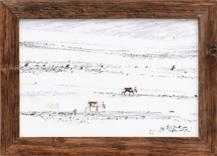 "Wandering reindeer" (Orsolya Haarberg) | håndlaget treramme m/