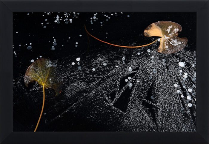 "Frozen leaves of waterlily" (Orsolya Haarberg) | svart treramme m/ArtGlass
