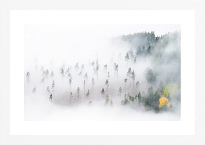 "Remain of forest" (Orsolya Haarberg) | hvit treramme m/ArtGlass