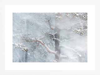 "Wind through pine forest" (Orsolya Haarberg) | hvit treramme m/ArtGlass