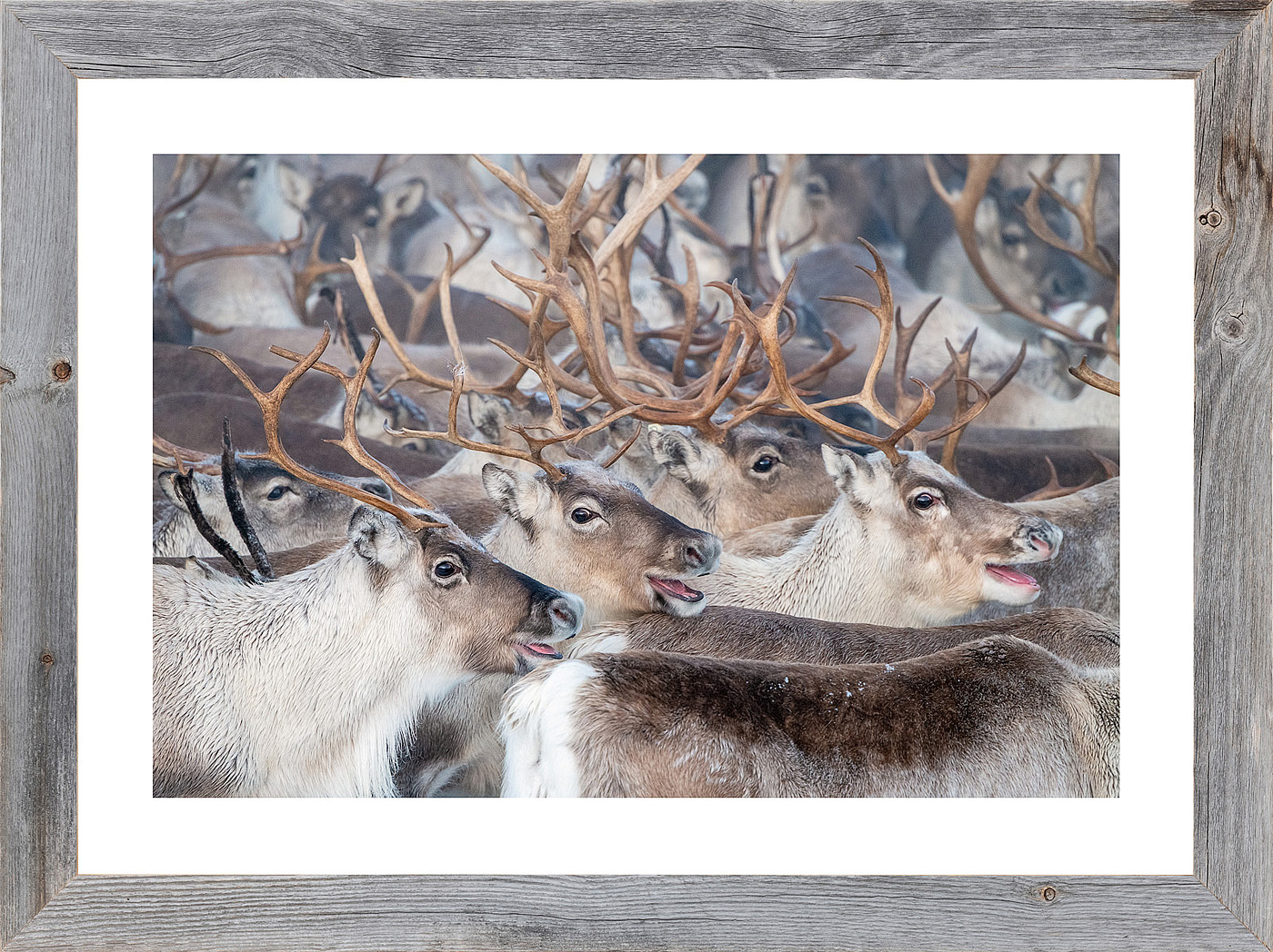 "Reindeer gathering #1" (Erlend Haarberg) | håndlaget treramme m/ArtGlass