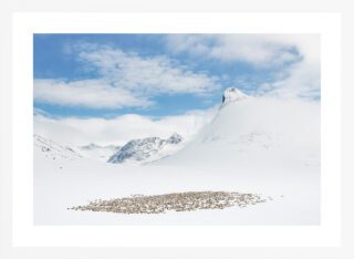 "Reindeers at Kyrkja" (Orsolya Haarberg) | hvit treramme m/ArtGlass