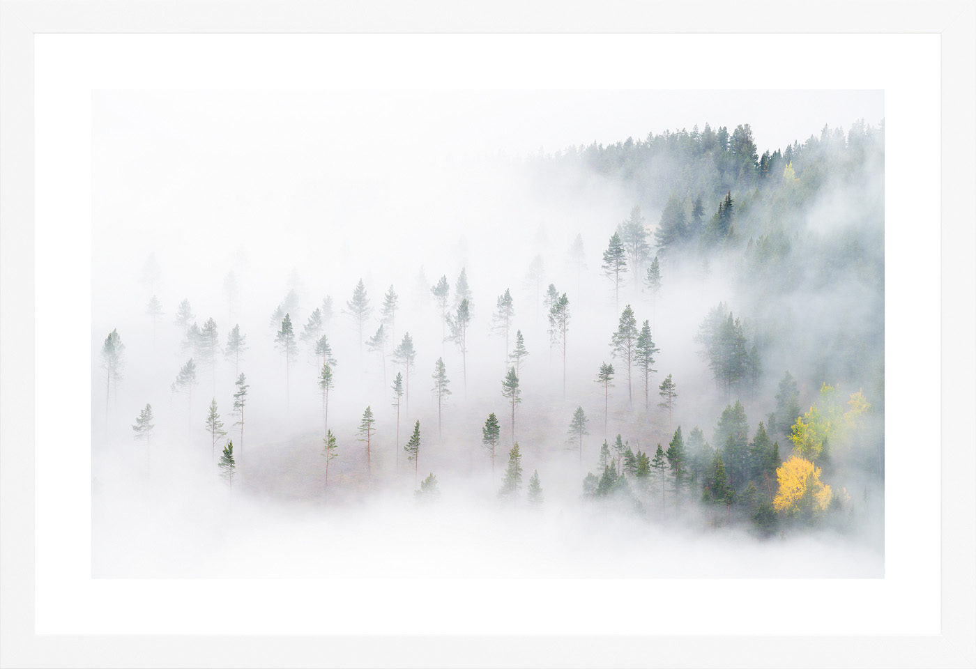 "Remain of forest" (Orsolya Haarberg) | hvit treramme u/glass